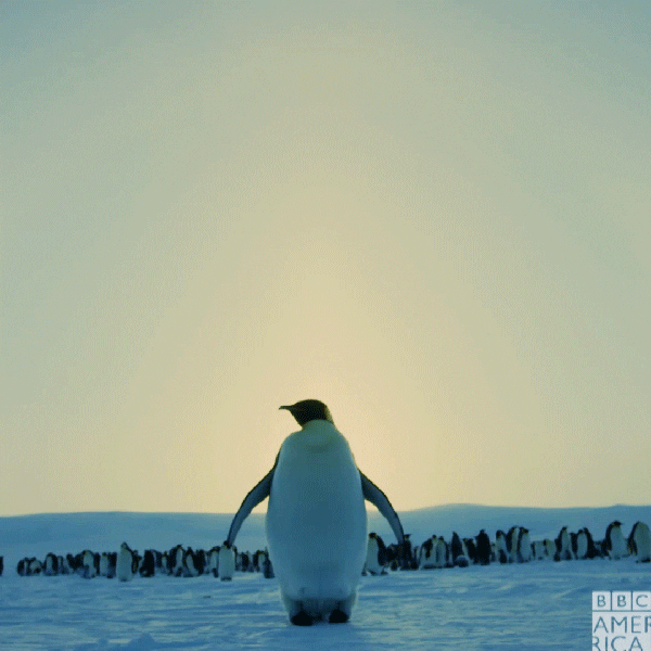 Penguin in antarctica