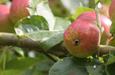 Apple orchard in Bodenham