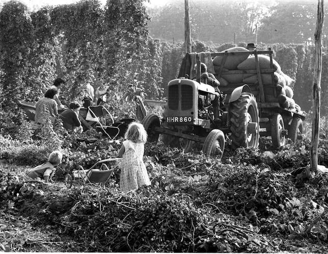 Stories of the Hopyard Catcher Media