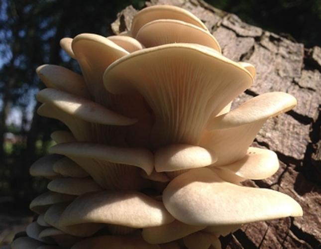Foraging