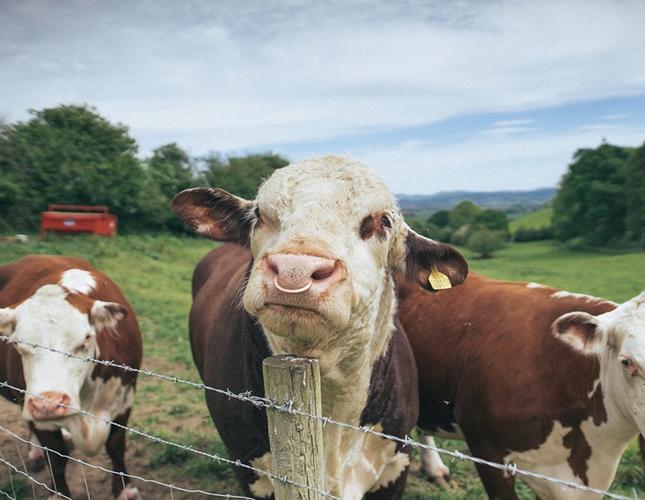 Open Farm Sunday