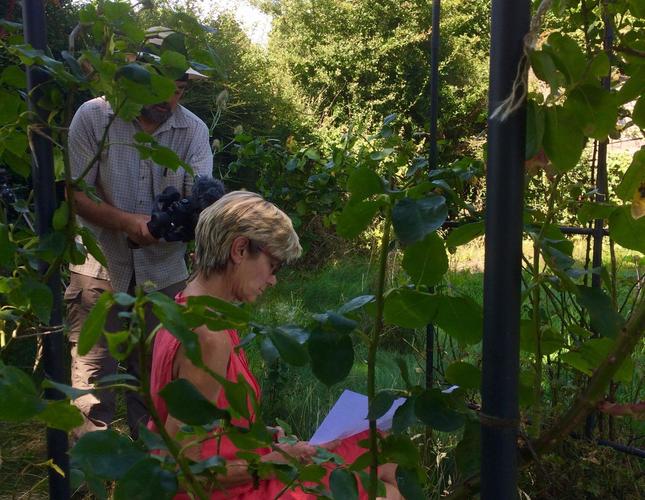 Chelsea award winning Garden designer being filmed at Hellens for the 2020 digital festival 