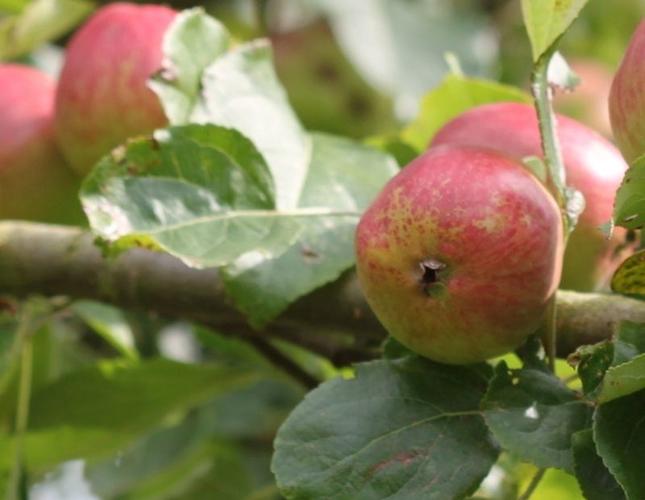 Apple orchard in Bodenham