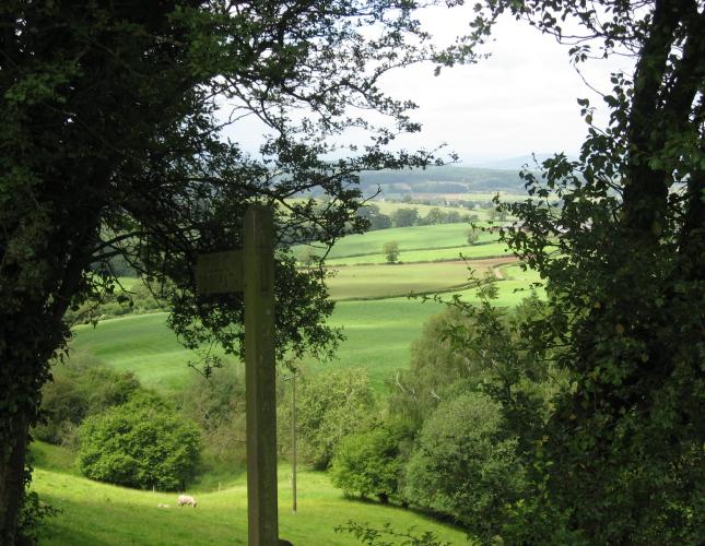 Photo of a walking trail through Herefordshire countyside with trees in the foreground and hills and fields in the background