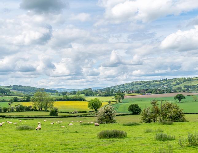 View of the fields from the walking route in Golden Valley