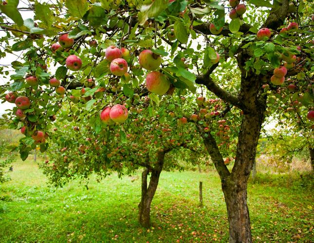 Image shows an apple orchard with trees heavy with red apples