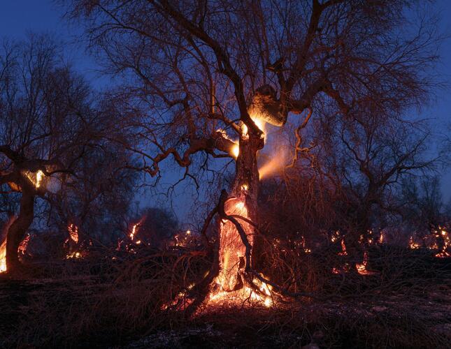 Image shows trees lit by fire inside their trunks.